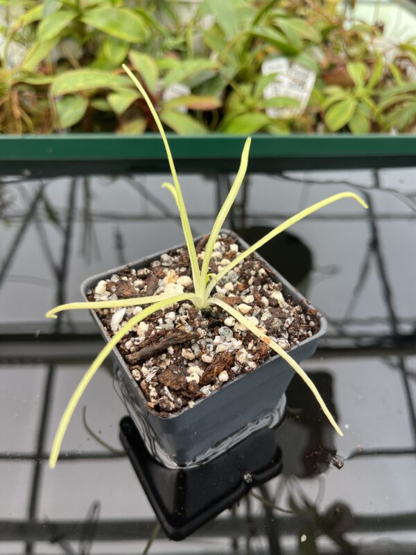 Close Up of Pinguicula moctezumae {very big flower, clone selected from seeds collected on a type locality} | Best Carnivorous Plants | BCP-2018 | 20349