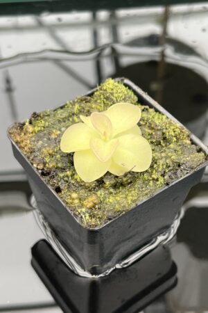 Close Up of Pinguicula moranensis {spec. Guatemala, Sierra Los Cuchumatanes, Huehuetenango, Guatemala, 3100m) | Best Carnivorous Plants | BCP-1353 | 20580