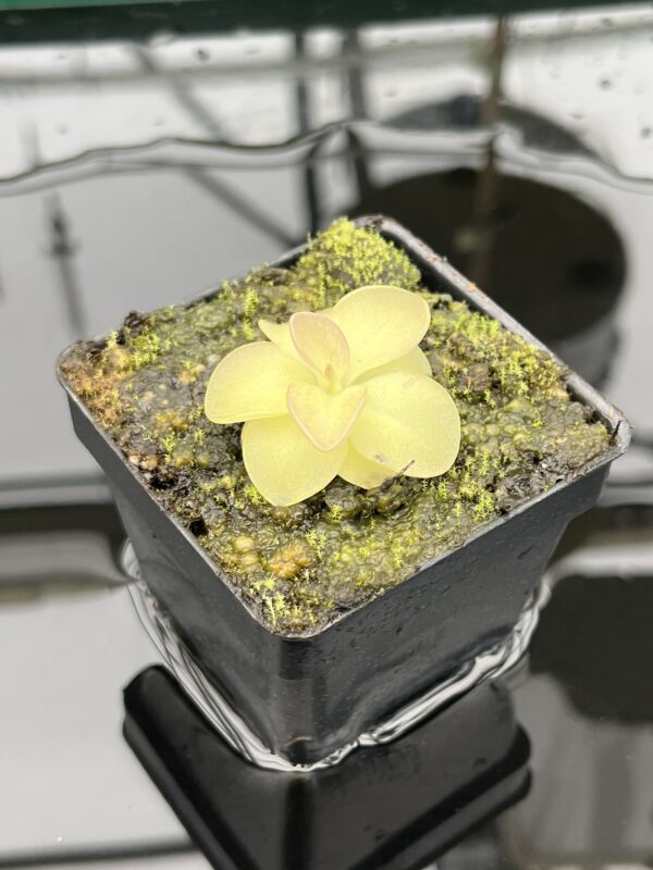 Close Up of Pinguicula moranensis {spec. Guatemala, Sierra Los Cuchumatanes, Huehuetenango, Guatemala, 3100m) | Best Carnivorous Plants | BCP-1353 | 20580
