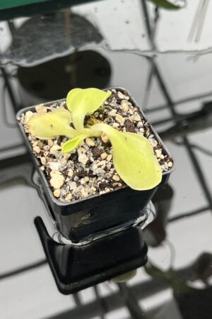 Close Up of Pinguicula oblongiloba {Patzcuaro, Michoacan, Mexico} | Best Carnivorous Plants | BCP-2133 | 20584
