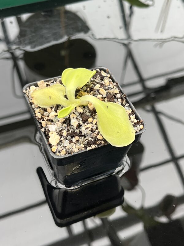 Close Up of Pinguicula oblongiloba {Patzcuaro, Michoacan, Mexico} | Best Carnivorous Plants | BCP-2133 | 20584