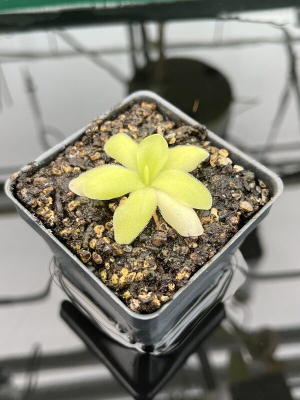 Close Up of Pinguicula spec. Sumidero I. | Best Carnivorous Plants | BCP-448 | 20344