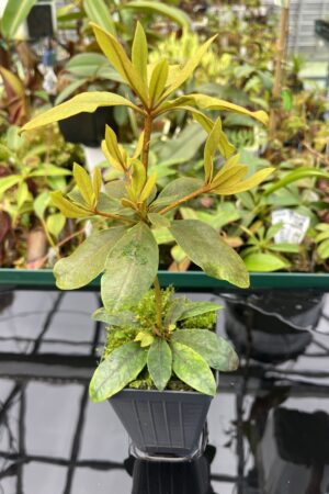 Close Up of Rhododendron dielsianum | Florae Collaborative | 20472