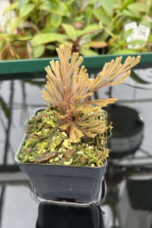 Close Up of Selaginella intermedia (Indonesia) | Florae Collaborative | FC-597 | 20459