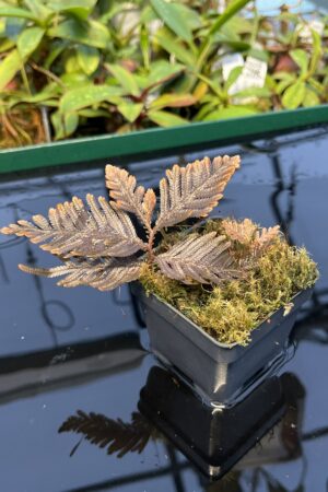 Close Up of Selaginella megalura 'Borneo' (Indonesia, Borneo) | Florae Collaborative | FC-596 | 20435