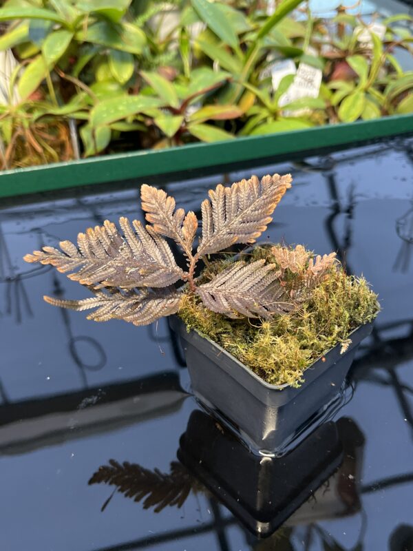 Close Up of Selaginella megalura 'Borneo' (Indonesia, Borneo) | Florae Collaborative | FC-596 | 20435