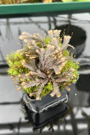 Close Up of Selaginella sp | Florae Collaborative | FC-581 | 20463