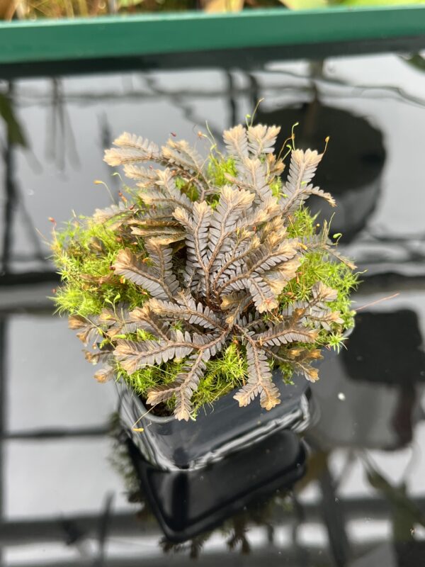 Close Up of Selaginella sp | Florae Collaborative | FC-581 | 20463