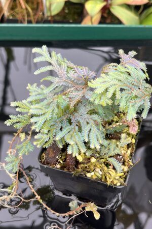 Close Up of Selaginella sp | Florae Collaborative | FC-588 | 20462