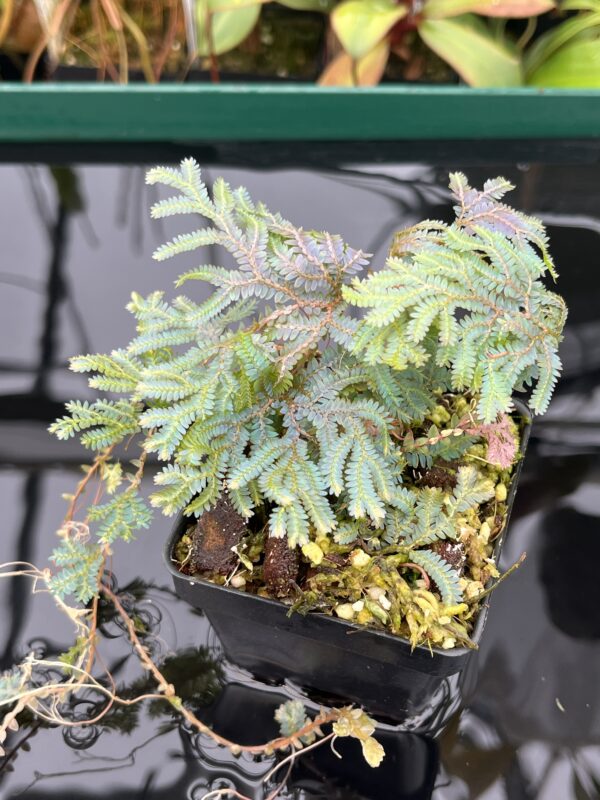Close Up of Selaginella sp | Florae Collaborative | FC-588 | 20462