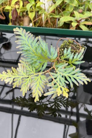 Close Up of Selaginella sp | Florae Collaborative | FC-589 | 20458