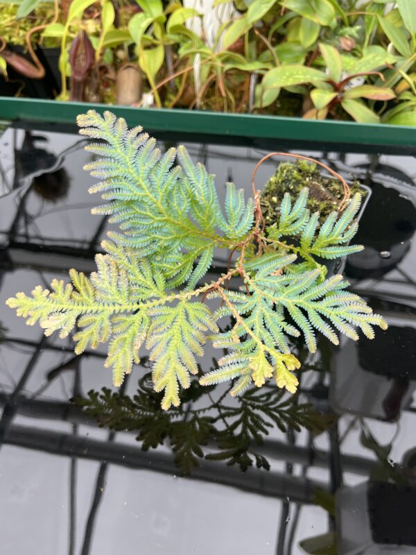 Close Up of Selaginella sp | Florae Collaborative | FC-589 | 20458