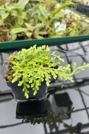 Close Up of Selaginella sp | Florae Collaborative | FC-590 | 20460