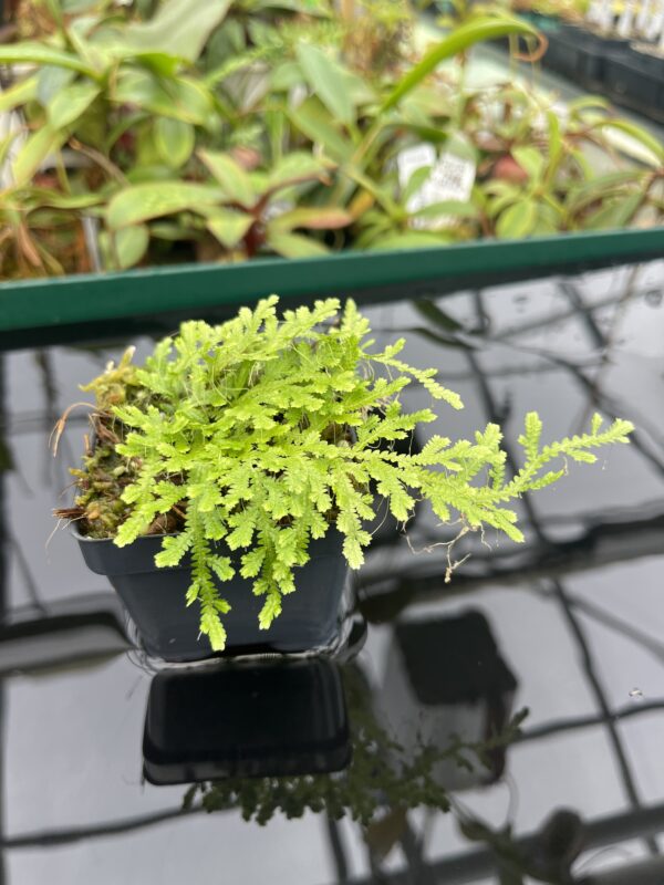 Close Up of Selaginella sp | Florae Collaborative | FC-590 | 20460