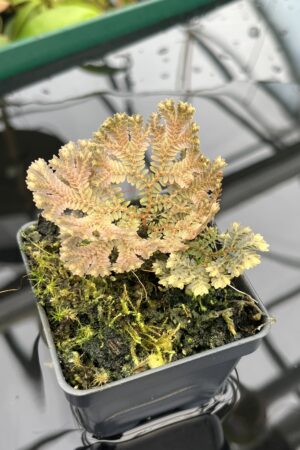 Close Up of Selaginella sp | Florae Collaborative | FC-593 | 20461
