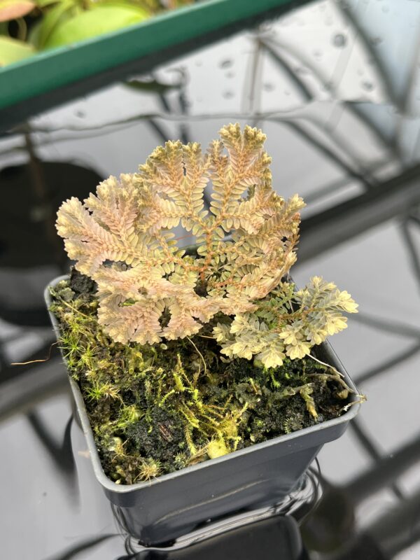 Close Up of Selaginella sp | Florae Collaborative | FC-593 | 20461