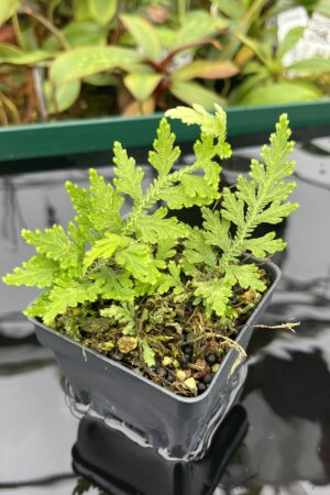 Close Up of Selaginella sp Madagascar | Florae Collaborative | FC-577 | 20464