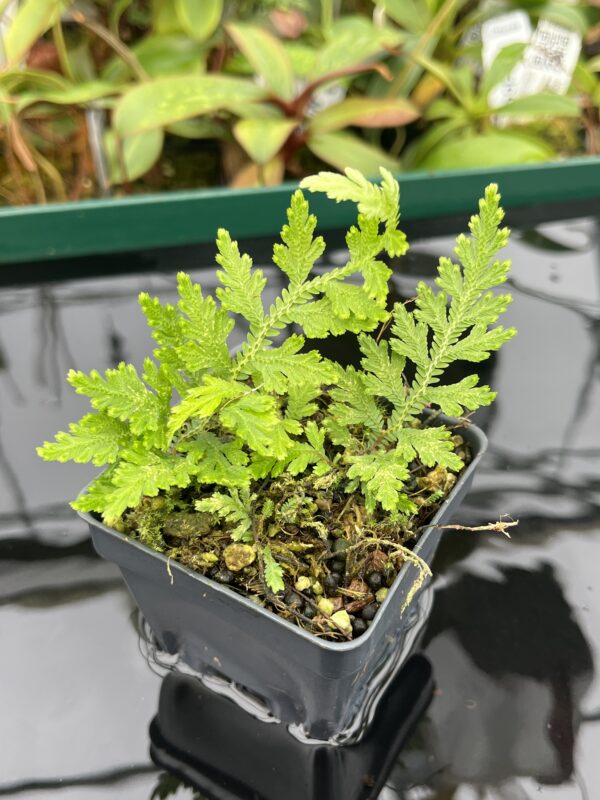 Close Up of Selaginella sp Madagascar | Florae Collaborative | FC-577 | 20464