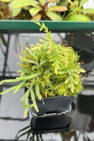 Close Up of Selaginella sp indonesia | Florae Collaborative | FC-582 | 20456