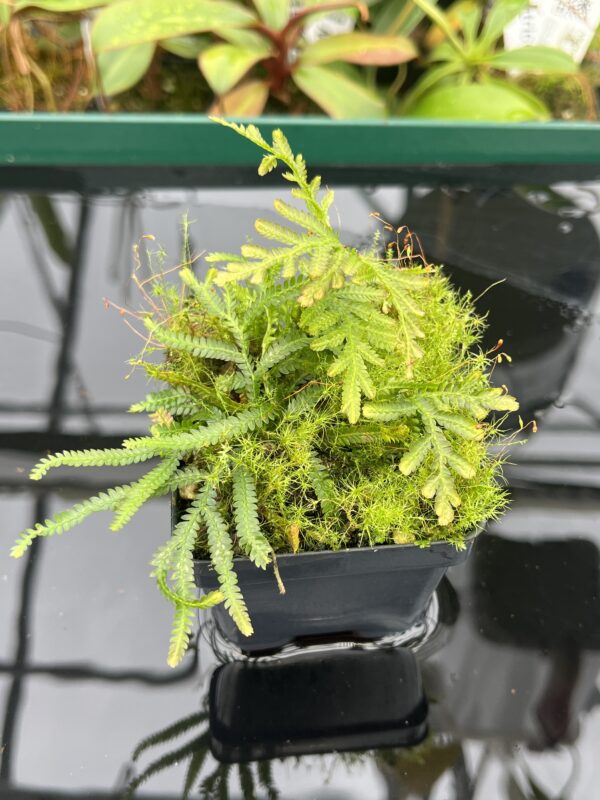 Close Up of Selaginella sp indonesia | Florae Collaborative | FC-582 | 20456