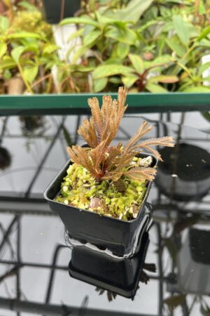 Close Up of Selaginella sp orange (Indonesia) | Florae Collaborative | FC-583 | 20457