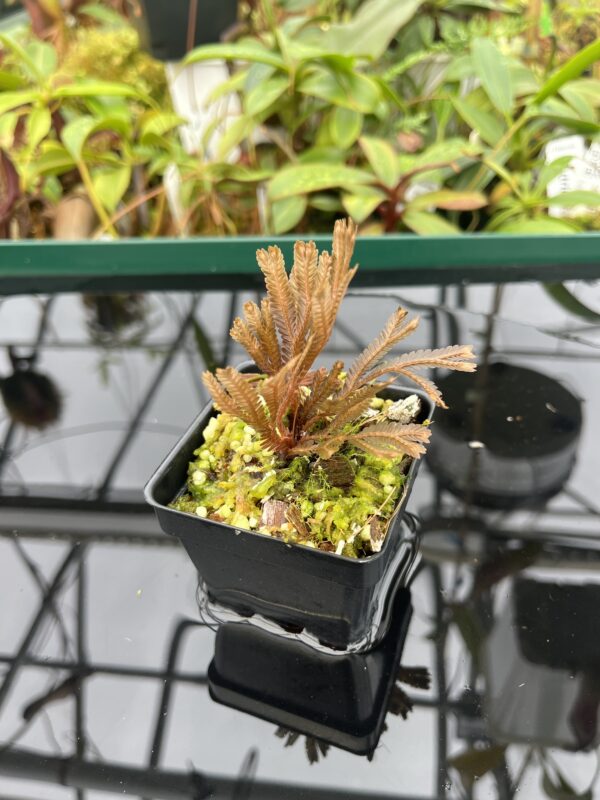 Close Up of Selaginella sp orange (Indonesia) | Florae Collaborative | FC-583 | 20457