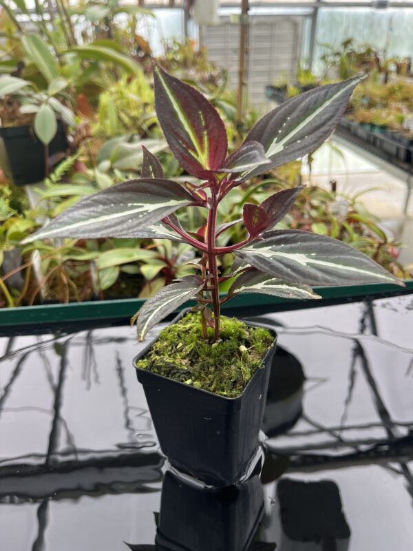 Close Up of Sonerila 'Lightning' Thailand | Florae Collaborative | 20368