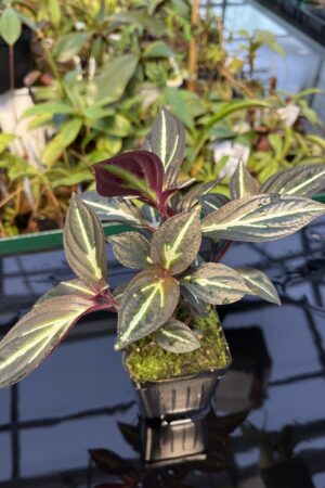 Close Up of Sonerila 'Lightning' Thailand | Florae Collaborative | 20434