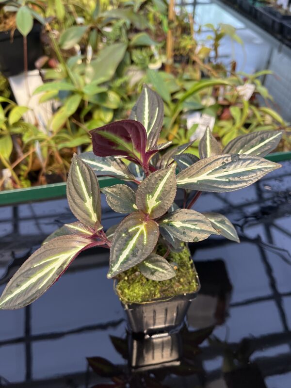 Close Up of Sonerila 'Lightning' Thailand | Florae Collaborative | 20434
