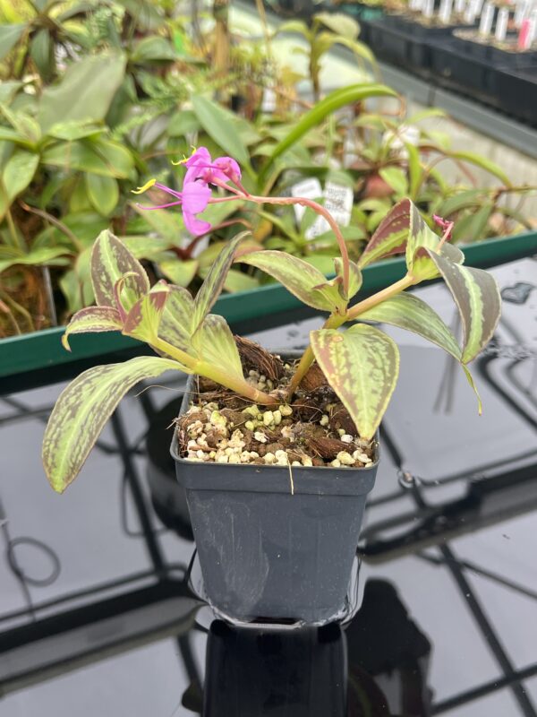Close Up of Sonerila cantonensis (Vietnam) | Florae Collaborative | 20452