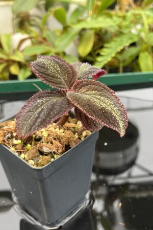 Close Up of Sonerila sp Phitsanulok (Thailand) | Florae Collaborative | 20622
