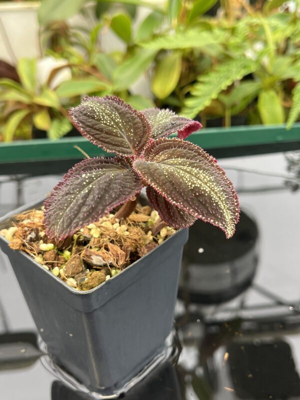 Close Up of Sonerila sp Phitsanulok (Thailand) | Florae Collaborative | 20622