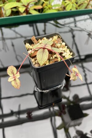 Close Up of Sonerila sp Skinwalker (Vietnam) | Florae Collaborative | 20471