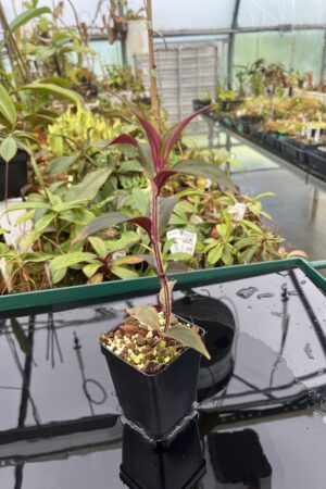 Close Up of Sonerila sp vietnam | Florae Collaborative | 20455