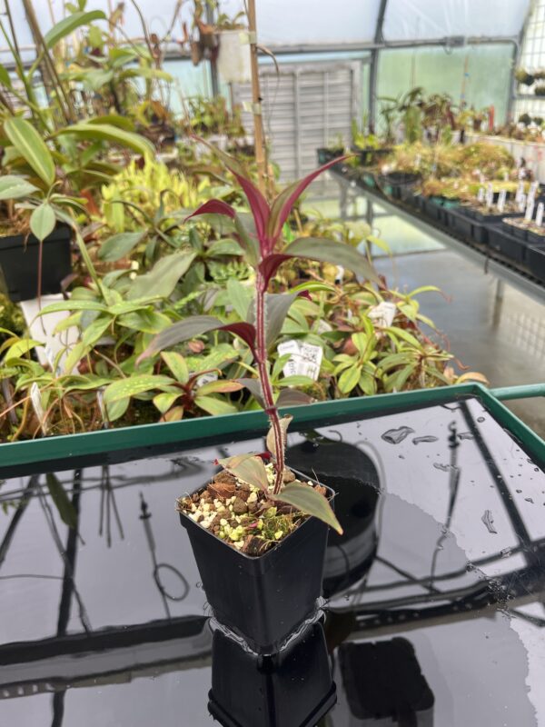 Close Up of Sonerila sp vietnam | Florae Collaborative | 20455