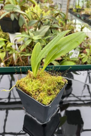 Close Up of Stelis excelsa | Florae Collaborative | 20501