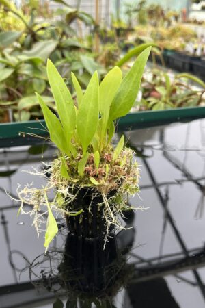 Close Up of Utricularia alpina | Best Carnivorous Plants | BCP-1960 | 20526