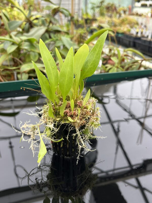 Close Up of Utricularia alpina | Best Carnivorous Plants | BCP-1960 | 20526
