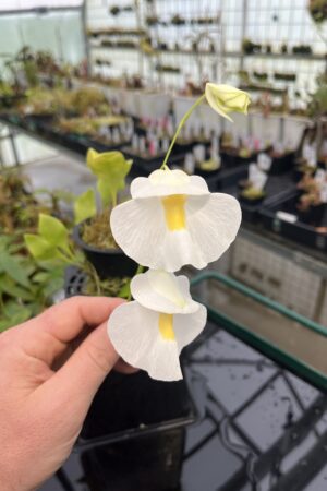 Close Up of Utricularia alpina (Henry Pittier, NP Venezuela) | Florae Collaborative | 20559