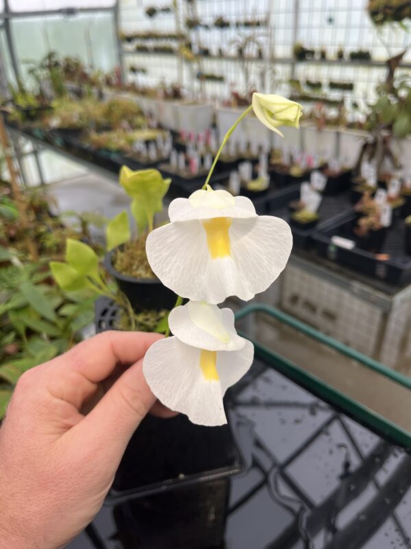 Close Up of Utricularia alpina (Henry Pittier, NP Venezuela) | Florae Collaborative | 20559