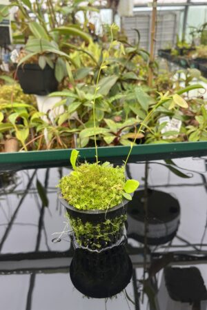 Close Up of Utricularia asplundii x U. campbelliana {mixed clones} | Best Carnivorous Plants | BCP-1655 | 20556
