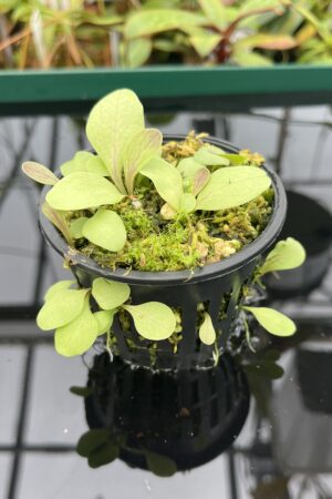 Close Up of Utricularia calycifida | Best Carnivorous Plants | 20465