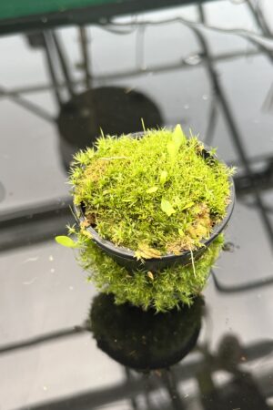 Close Up of Utricularia campbelliana {Wei Tepui} | Best Carnivorous Plants | 20423