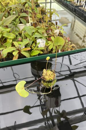Close Up of Utricularia cornigera | Best Carnivorous Plants | BCP-206 | 20424