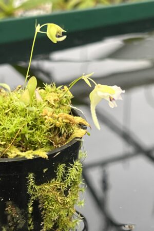 Close Up of Utricularia jamesoniana {Amuri Tepui, Chimanta Massif, Venezuela} | Best Carnivorous Plants | 20558