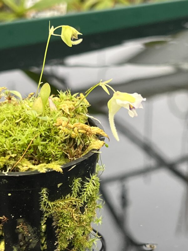 Close Up of Utricularia jamesoniana {Amuri Tepui, Chimanta Massif, Venezuela} | Best Carnivorous Plants | 20558
