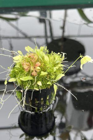 Close Up of Utricularia jamesoniana {near Casabito, Dominican Republic} | Best Carnivorous Plants | BCP-2029 | 20527