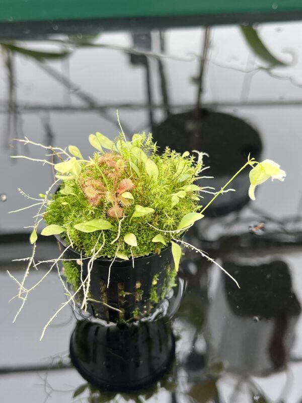 Close Up of Utricularia jamesoniana {near Casabito, Dominican Republic} | Best Carnivorous Plants | BCP-2029 | 20527
