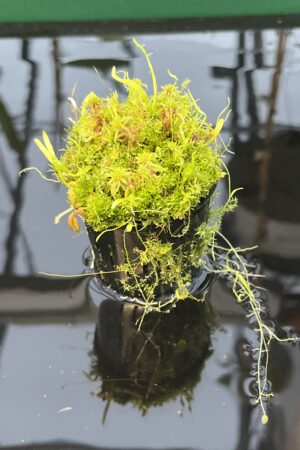 Close Up of Utricularia mannii {Mount Cameroon, Cameroon, Africa, 2000 m} | Best Carnivorous Plants | BCP-1500 | 20448
