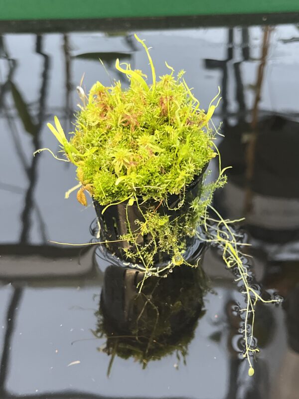 Close Up of Utricularia mannii {Mount Cameroon, Cameroon, Africa, 2000 m} | Best Carnivorous Plants | BCP-1500 | 20448